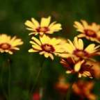 health_seeker's Avatar